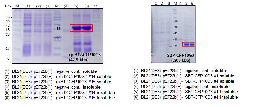 SDS PAGE를 이용한 rplB12-CFP10G3와 SBP-CFP10G3 재조합 단백질 발현확인