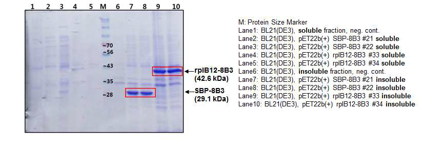 SDS-PAGE를 이용한 rplB12-8B3와 SBP-8B3 재조합 단백질 발현확인