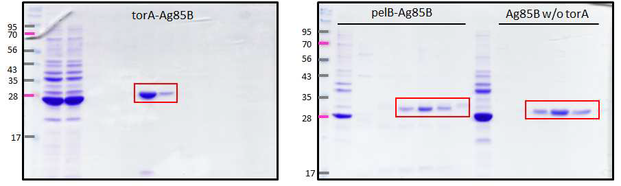 SDS PAGE를 이용한 torA-Ag85B, pelB-Ag85B 그리고 Ag85B 재조합 단백질 정제확인