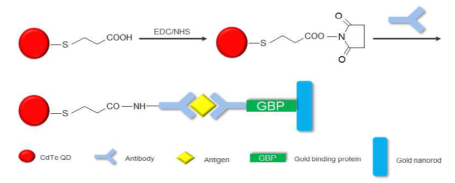 AuNRs/GNR-CdTe QDs를 기반으로 한 항체의 coupling 방법 모식도