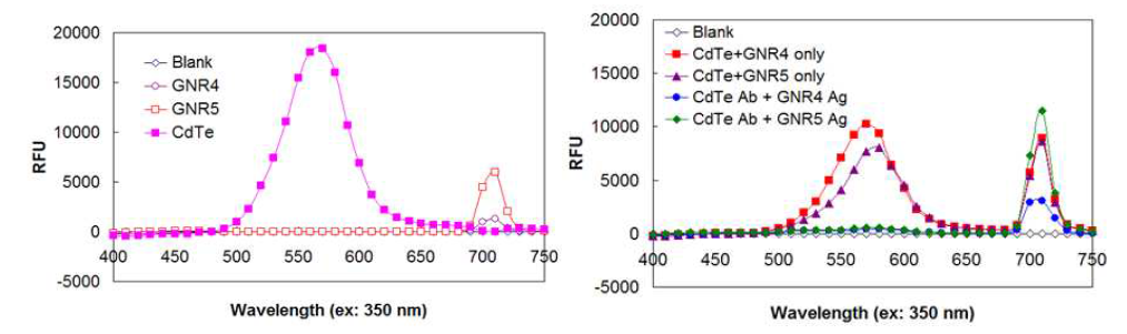 금나노막대(GNR) 그리고 CdTe QDs를 결핵 항원 또는 항체와 결합시키기 전(좌)과 후(우)의 형광 스펙트럼.