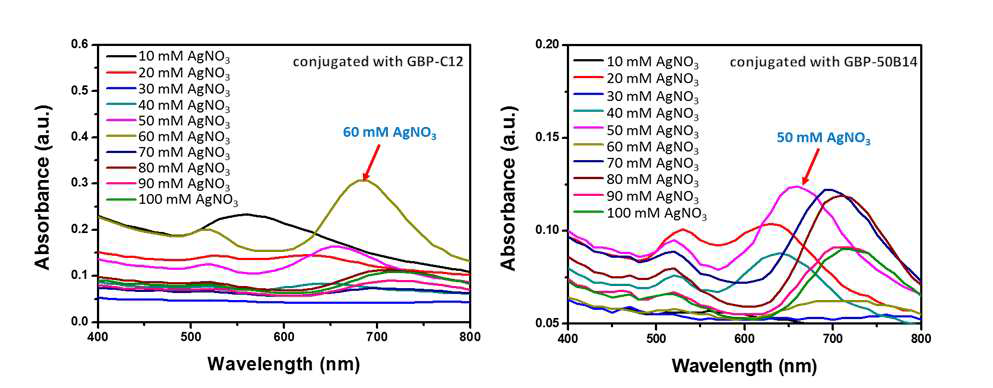 다양한 AgNO3의 농도로 합성 한 AuNRs에 GBP-C12(좌)와 GBP-50B14(우)항체를 고정시킨 후의 흡광 스펙트럼