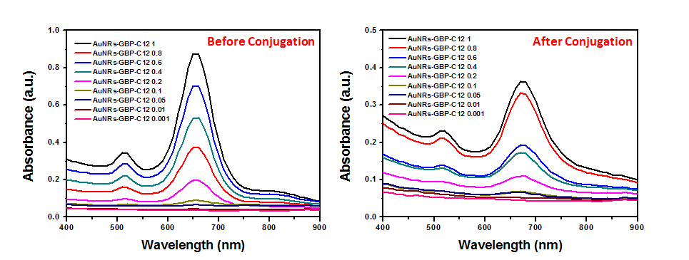 AuNRs 희석배수에 따른 GBP-C12 항체 고정 전과 후의 흡광 스펙트럼