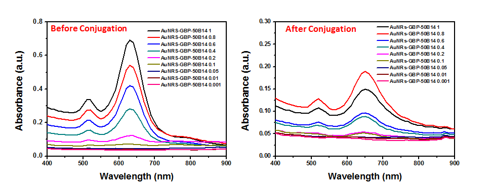 AuNRs 희석배수에 따른 GBP-50B14 항체 고정 전과 후의 흡광 스펙트럼