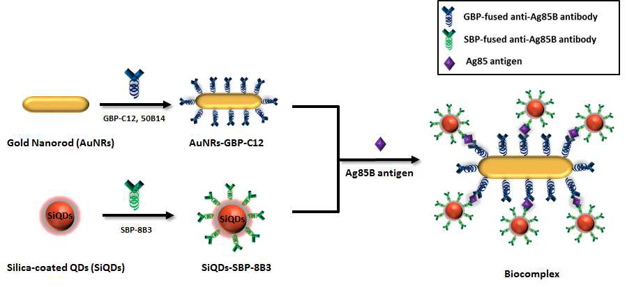 나노복합체를 이용한 항원 검출법 모식도