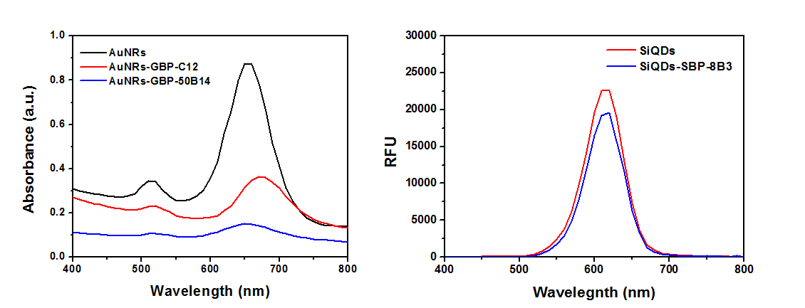 GBP-융합 항체와 결합하기 전후의 AuNRs 흡광 스펙트럼(좌), SBP-융합 항체와 결합하기 전후의SiQDs 형광 스펙트럼(우)
