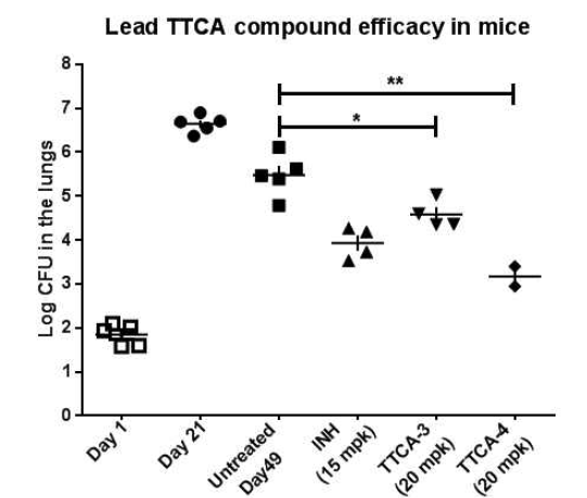 설치류 만성 결핵 모델에서의 TTCA 선도물질의 약효