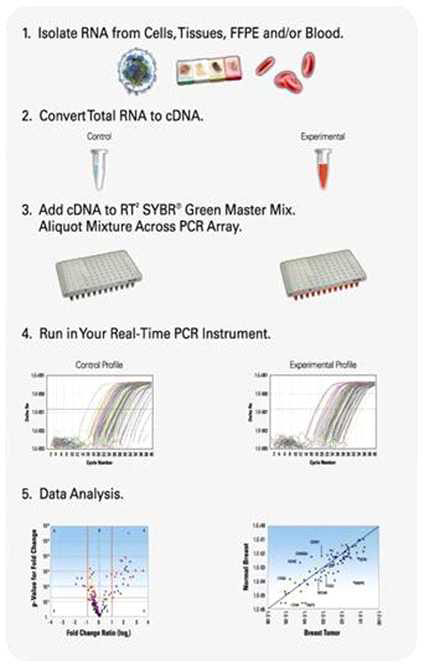 PCR array-based multi-screening system