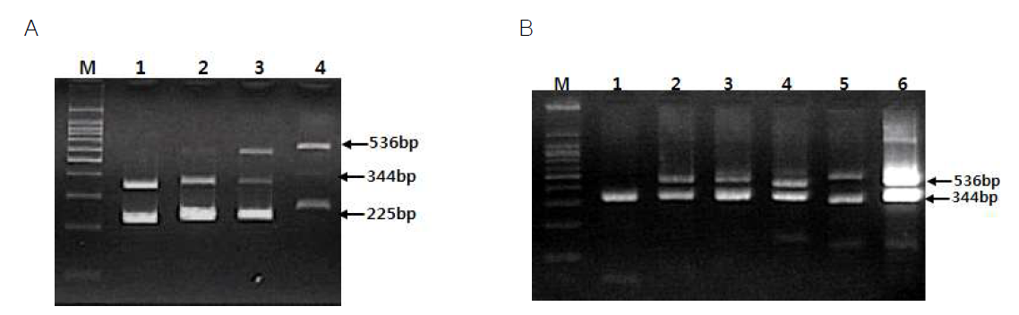 Conventional PCR kit