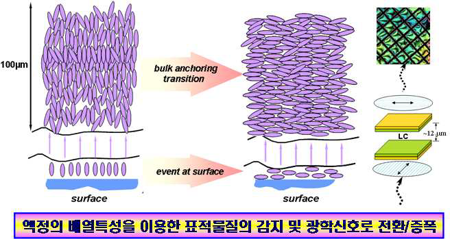 액정 이미징 기반 생화학센서의 원리