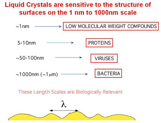 액정의 배열특성을 지배하는 표면지형 스케일과 바이오 현상의 상관관계