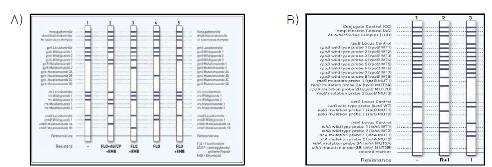 Line Probe Assay