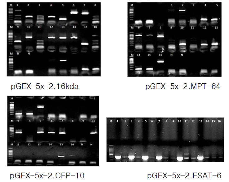 유전자 삽입여부 확인을 위한 전기영동 결과