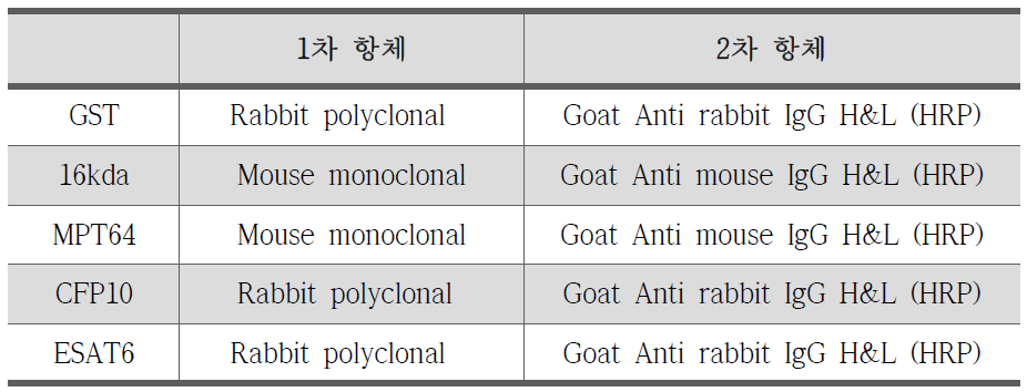 Western blot analysis에 사용된 항체 정보