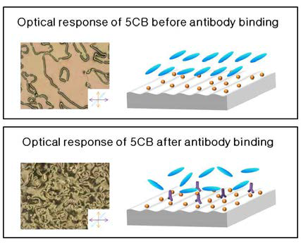 항원(Hsp 70)-항체 반응 전후의 액정 이미지 및 액정분자 배열