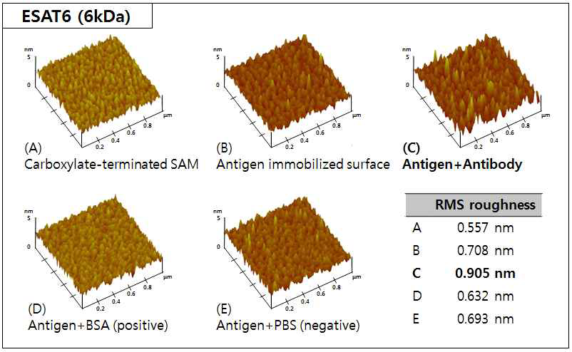 ESAT6 (6 kDa) 항원-항체 반응 단계별 AFM 이미지 및 RMS roughness