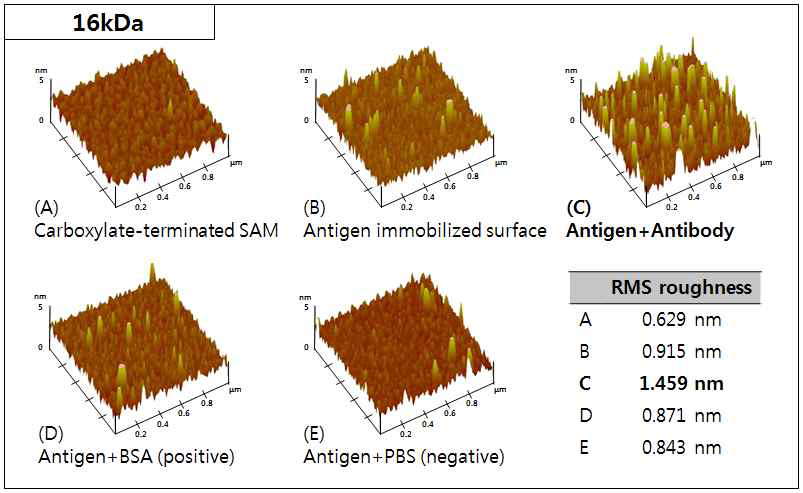 16 kDa 항원-항체 반응 단계별 AFM 이미지 및 RMS roughness