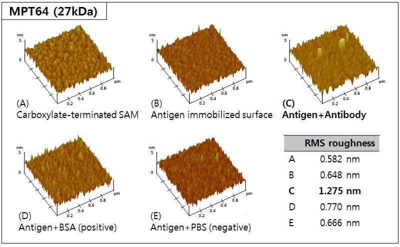MPT64 (27 kDa)항원-항체 반응 단계별 AFM 이미지 및 RMS roughness