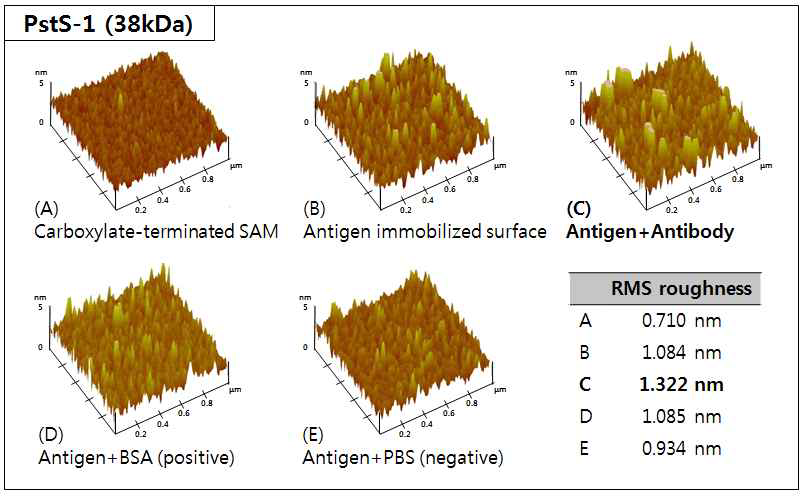 PstS-1 (38kDa) 항원-항체 반응 단계별 AFM 이미지 및 RMS roughness