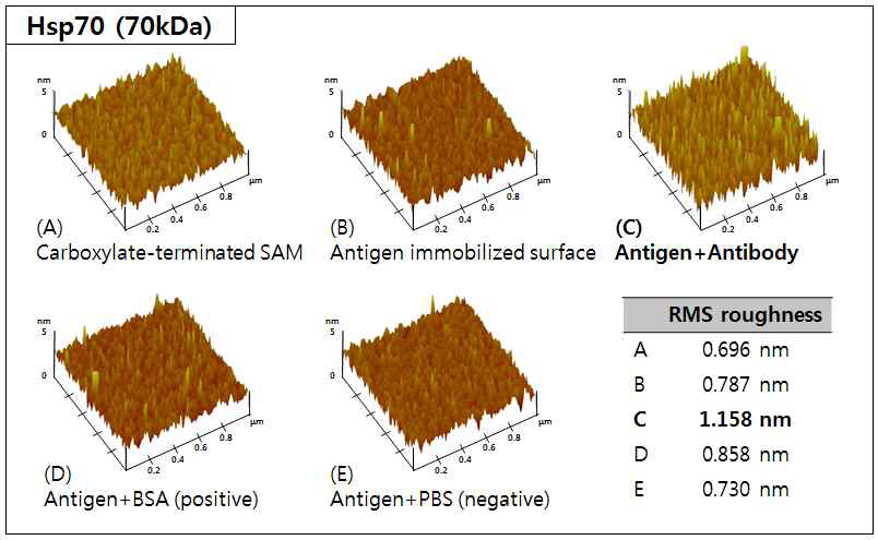 Hsp70 (70kDa) 항원-항체 반응 단계별 AFM 이미지 및 RMS roughness