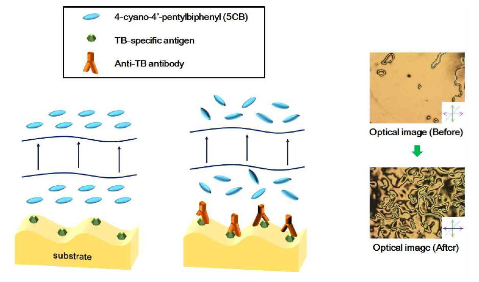 항원(PstS-1) - 항체 반응 전후의 액정분자 배열 및 액정 이미지