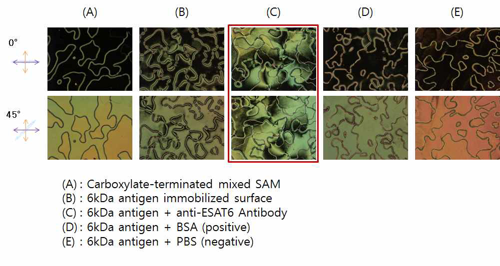 항원(ESAT6) - 항체 반응 단계별 액정 이미지 및 컨트롤 데이터