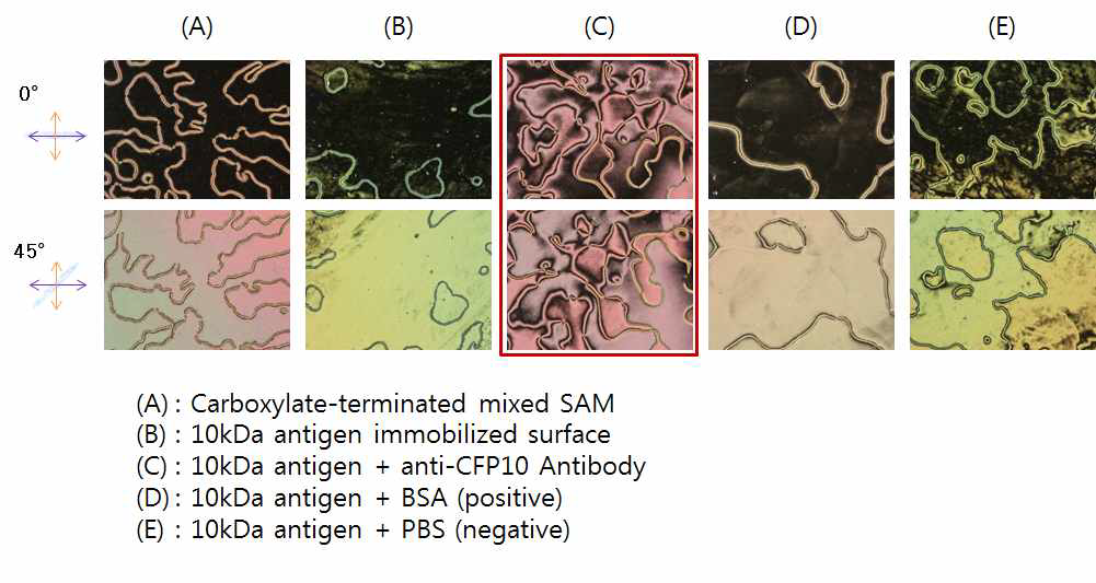 항원(CFP-10) - 항체 반응 단계별 액정 이미지 및 컨트롤 데이터