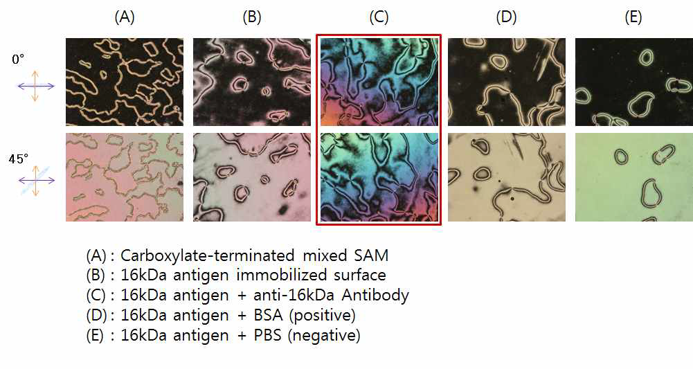 항원(16kDa) - 항체 반응 단계별 액정 이미지 및 컨트롤 데이터