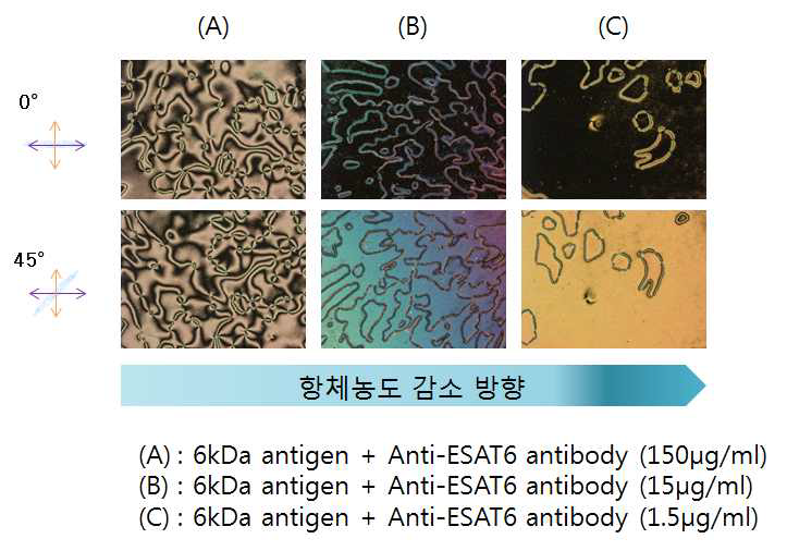 항체농도 감소에 따른 항원(ESAT-6) - 항체 반응 단계별 액정 이미지 변화