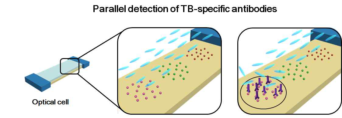 동일 표면에서 복수의 결핵 항체를 검지할 수 있는 다중분석기술