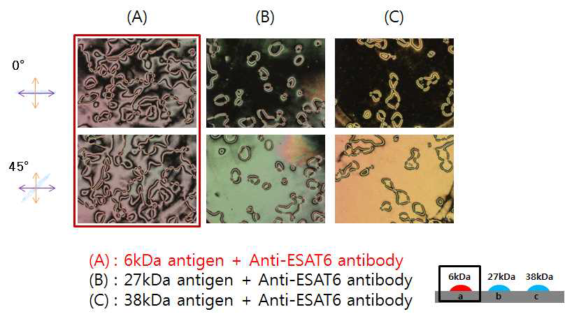 동일 표면에서 특정 항체(anti-ESAT-6)를 검지하는 액정 이미지