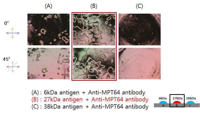 동일 표면에서 특정 항체(anti-MPT64)를 검지하는 액정 이미지