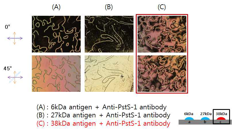 동일 표면에서 특정 항체(anti-PstS-1)를 검지하는 액정 이미지