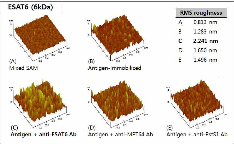 ESAT6 (6 kDa) 항원-항체 반응 단계별 AFM 이미지 및 RMS roughness