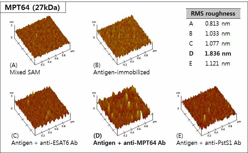 MPT64 (27 kDa) 항원-항체 반응 단계별 AFM 이미지 및 RMS roughness