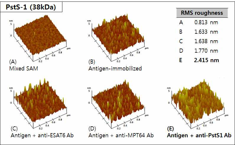 PstS-1 (38 kDa) 항원-항체 반응 단계별 AFM 이미지 및 RMS roughness