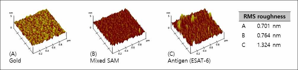 반응 단계별 AFM 이미지 및 RMS rougness