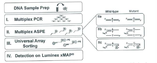 ① 시료에서 DNA를 분리함 ② 타겟 유전자를 프라이머를 이용하여 증폭함 ③ 증폭된 타겟 유전자의 야생형과 돌연변이형을 구분할 수 있는 TAG-프라이머를 이용한 ASPE 반응을 실시함 ④ 각각의 ASPE 반응 산물의 TAG과 특이적으로 결합하는 마그네틱 비드와 교잡 반응함 ⑤ ASPE 반응 산물에 결합된 biotin-dCTP(B)와 streptavidin-R-phycoerythrin(PE)이 결합하여 발생되는 형광 강도를 Luminex 분석기를 통하여 분석함