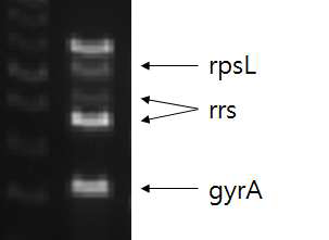 rrs (265, 308bp), gyrA (160bp), rpsL (273bp) 유전자의 multiplex PCR