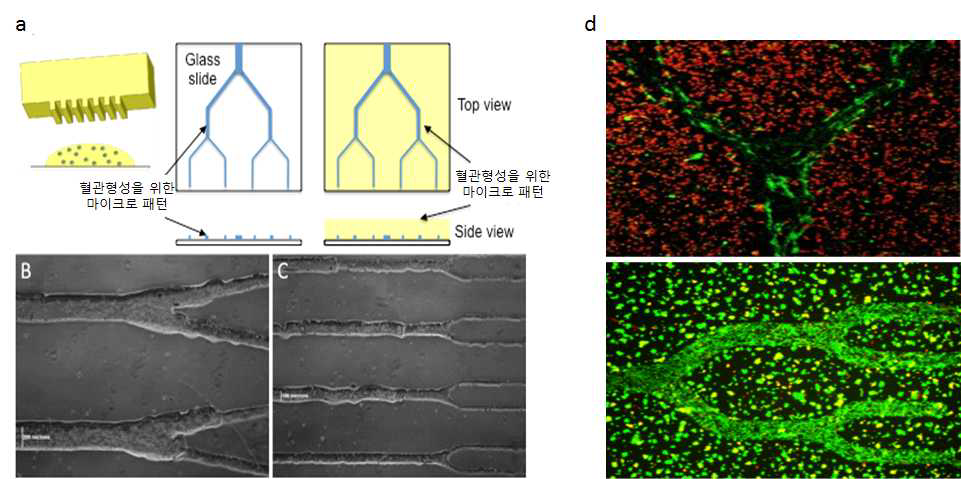 MMP 특이적 패턴화된 PEG Hydrogel 제작 및 세포활성 확인