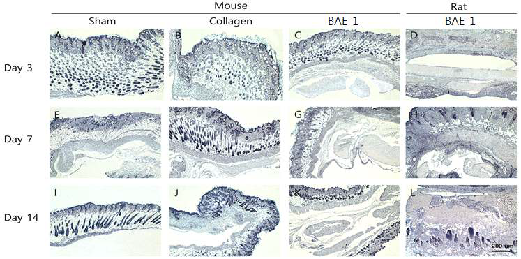 Nude mouse 및 rat를 이용한 생체재료의 날짜별 H&E staining 결과