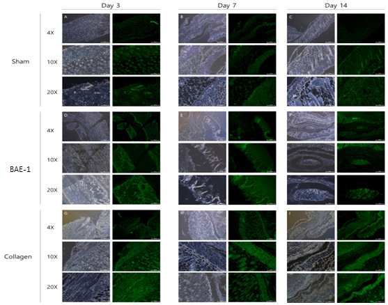 Nude mouse를 이용한 생체재료의 날짜별 immunofluorescence (CD45) 결과