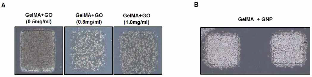 GelMA+GO (graphene oxide) 및 GelMA + GNP (gold nano particle)을 이용한 줄기세포시트 제작