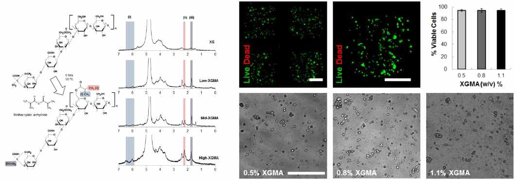Xanthan Gum- MA를 통한 세포시트 제작기술의 최적화