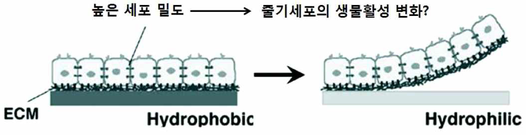 지지체가 없는 세포시트 제작을 위한 thermo- responsible polymer를 이용한 세포시트 제작 모식도