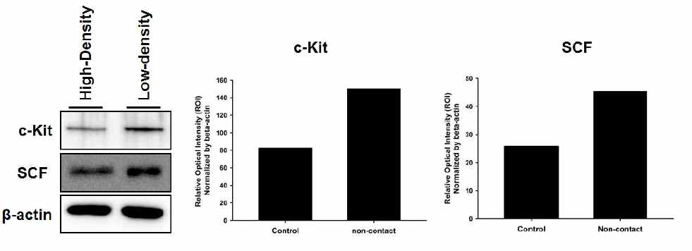 Cell- Cell interaction에 의한 심근줄기세포의 c- kit 발현 및 SCF 의 발현 비교 분석