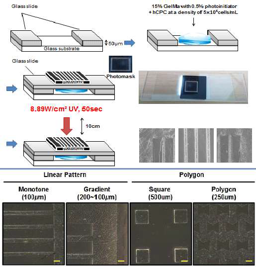 패치형 마이크로패턴 지지체를 제작하기위한 광 식각기술 (위) 및 미세패턴으로 생산된 패치형 GelMa hydrogel (아래)