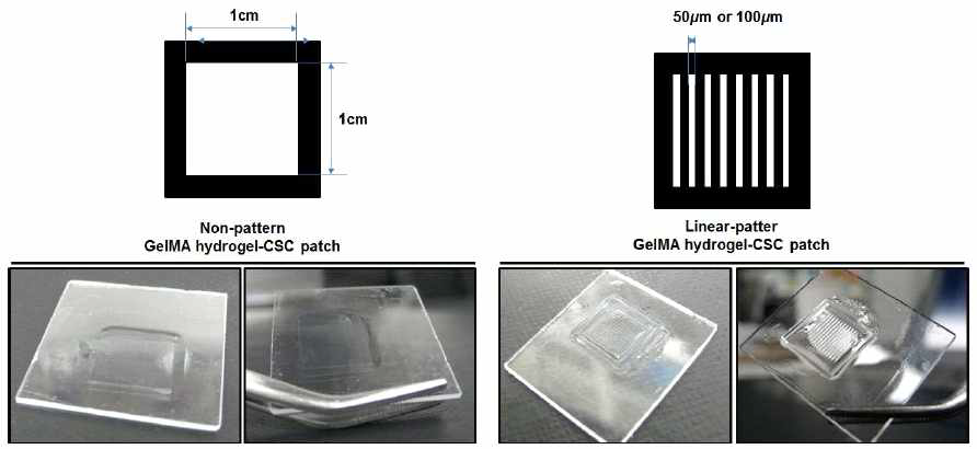 광식각기술을 이용한 마이크로패턴 심근줄기세포 시트의 형태학적 분석