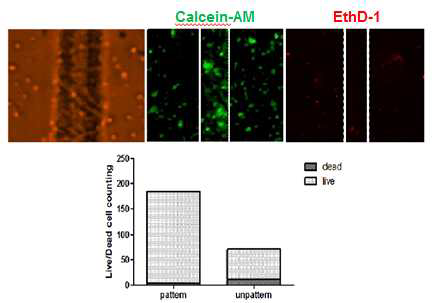 마이크로패턴 심근줄기세포시트의 생존률(viability) 검증