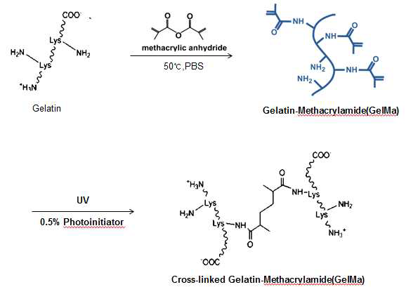 Gelatin methacrylamide 합성 모식도